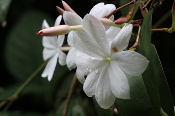 White flowers and buds 