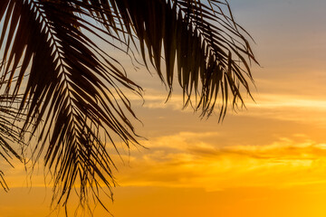 Palmes sur fond de soleil couchant 