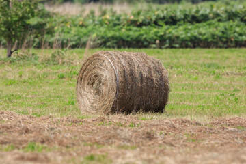 Pasture rolls made on summer days