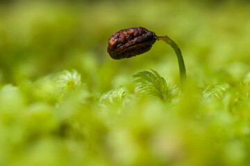 All about Story in Tropical Forest