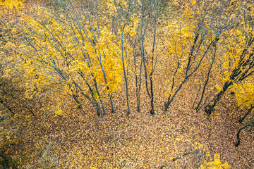 autumn forest landscape. bright yellow trees and colorful leaves on forest floor. aerial view