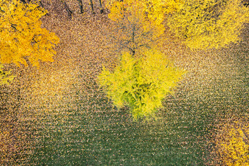 bright yellow trees in autumnal park. forest floor covered with colorful fallen leaves. beautiful autumn scene. aerial top view.
