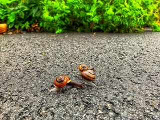 butterfly on the ground