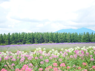 北海道の絶景 富良野麓郷展望台 クレオメ畑