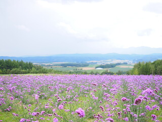 Fototapeta premium 北海道の絶景 麓郷展望台 三尺バーベナ畑