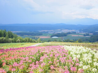 北海道の絶景 富良野麓郷展望台 クレオメ畑