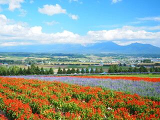 北海道の絶景 フラワーランドかみふらの