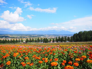 北海道の絶景 フラワーランドかみふらの