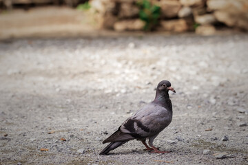 Pigeon at the park