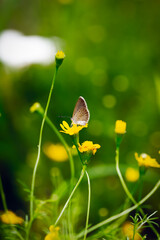 butterfly on a yellow flower