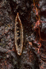 Home of Bee (Madu Kelulut)