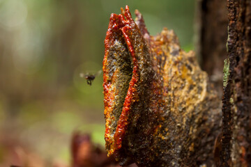 Home of Bee (Madu Kelulut)