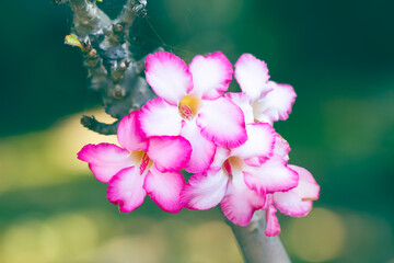 Azalea Flowers