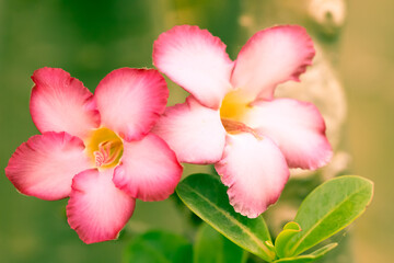 Fototapeta na wymiar Azalea Flowers