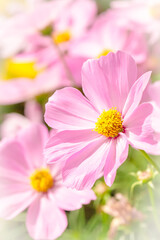 Cosmos flower