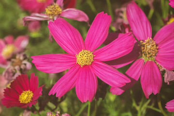 Cosmos flower