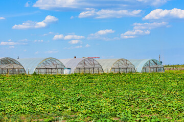 Greenhouses made with metal frame and polyethylene film at field of the marrow plants