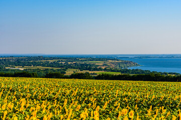 Field of the blooming sunflowers at summer. River Dnieper on background. Rural landscape