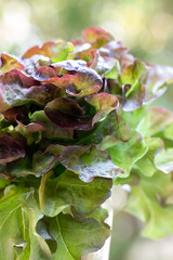 Red oak leaf lettuce
