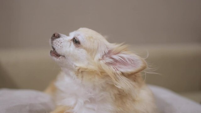 howling chihuahua old senior retired dog make a funny noise at home