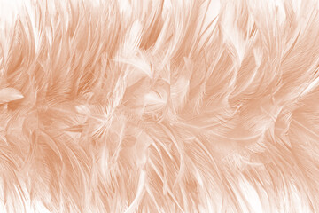 Beautiful white-brown feather texture background
