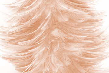 Beautiful white-brown feather texture background
