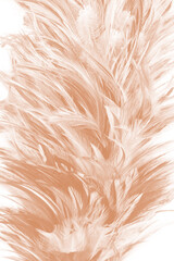 feather texture pattern for background