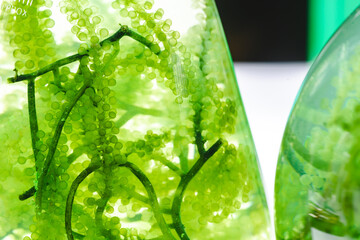 laboratory of green algae bio-fuel energy, alternative biotechnology science research, extraction experiment technology of fuel and biodiesel oil, natural environment in sustainable industry