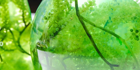 laboratory of green algae bio-fuel energy, alternative biotechnology science research, extraction experiment technology of fuel and biodiesel oil, natural environment in sustainable industry