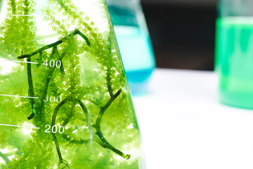 laboratory of green algae bio-fuel energy, alternative biotechnology science research, extraction...