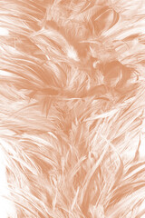 brown feather texture pattern for background