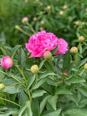 pink peony
