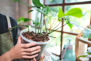 young Asian man are happy with growing plant in small green garden at home, hobby lifestyle with green nature in a house, flower tree in pot botanical gardening agriculture cultivation