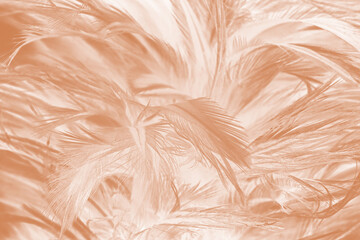 Beautiful white-brown feather texture background