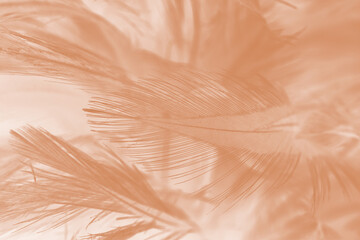 Beautiful white-brown feather texture background