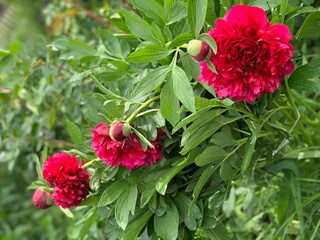 red peony