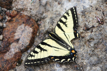 Beautiful Anise Swallowtail butterfly with a broken wing