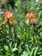 brown Iris