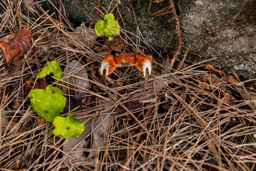 海岸の雑草にいる小さい蟹の様子