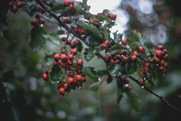 red berries on branch