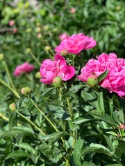 pink peonies
