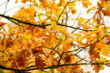 yellow oak tree autumn leaves