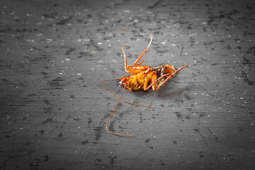 Dead cockroaches on the floor