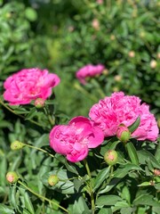 pink peonies