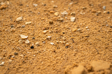 Fototapeta na wymiar Close-up and selective focus at group of small shells which are broken on the sand beach surface. Natural background photo.