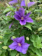 purple clematis