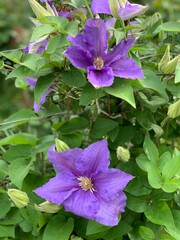purple clematis