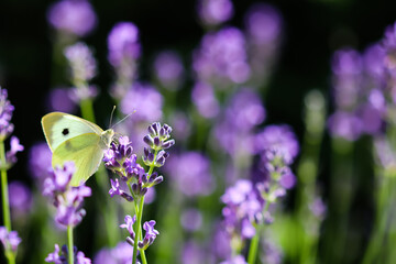 Beautiful yellow Gonepteryx rhamni or common brimstone butterfly on a purple lavender flower in a sunny garden.