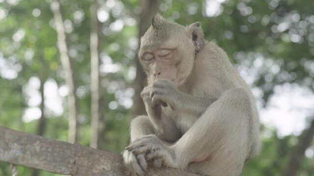 Close-up of a monkey in Cambodia