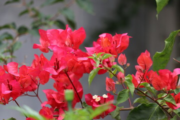 The blooming bunch of red flowers